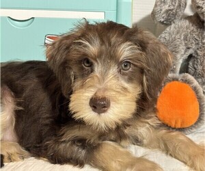 Schnoodle (Miniature) Puppy for sale in MORENO VALLEY, CA, USA