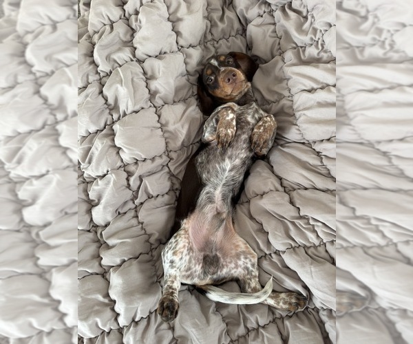 Medium Photo #1 Dachshund Puppy For Sale in PORTSMOUTH, OH, USA