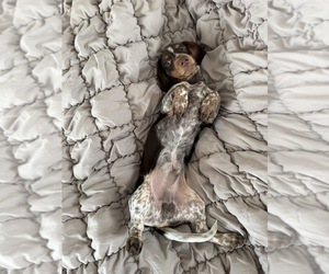 Dachshund Puppy for sale in PORTSMOUTH, OH, USA