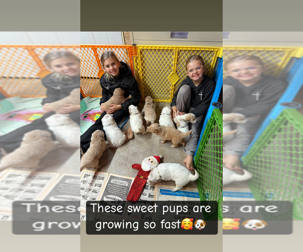 Medium Photo #4 Pyredoodle Puppy For Sale in MINSTER, OH, USA