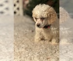 Small Photo #5 Poodle (Toy) Puppy For Sale in LOUISA, VA, USA