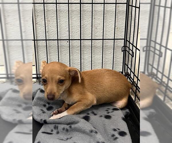 Medium Photo #1 Chihuahua Puppy For Sale in Rosenberg, TX, USA