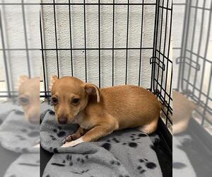 Chihuahua Dogs for adoption in Rosenberg, TX, USA
