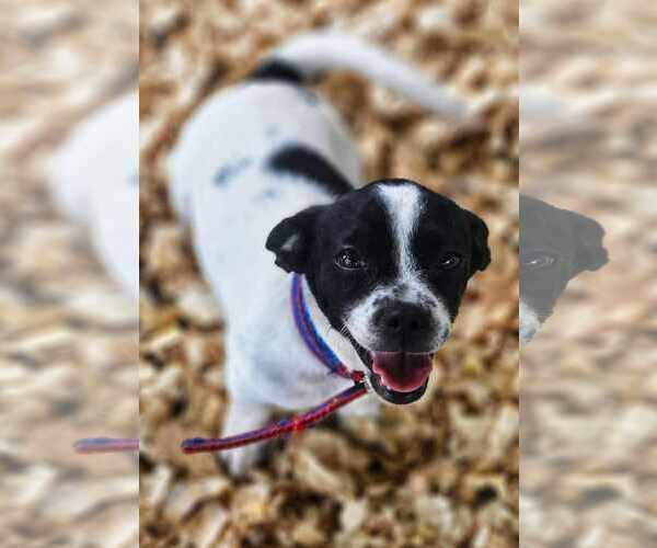 Medium Photo #5 Jack Chi Puppy For Sale in Princeton, MN, USA