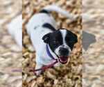 Small Photo #5 Jack Chi Puppy For Sale in Princeton, MN, USA