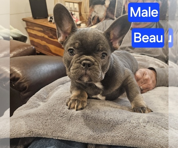 Medium Photo #1 French Bulldog Puppy For Sale in FAIRVIEW, MO, USA