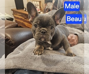 French Bulldog Puppy for sale in FAIRVIEW, MO, USA