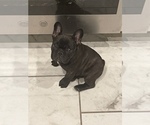 Small Photo #1 French Bulldog Puppy For Sale in AUBREY, TX, USA