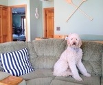 Small Photo #1 Goldendoodle Puppy For Sale in ALBURG, VT, USA