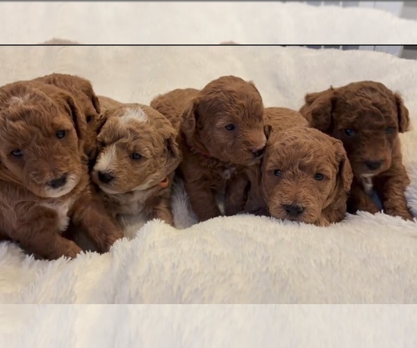 Medium Photo #1 Labradoodle Puppy For Sale in THOUSAND OAKS, CA, USA