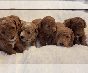 Labradoodle Puppy for sale in THOUSAND OAKS, CA, USA