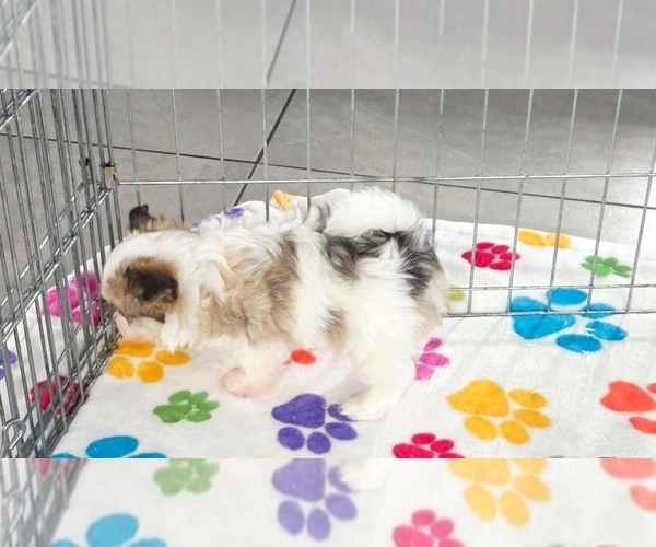 Medium Photo #14 Papitese Puppy For Sale in ORO VALLEY, AZ, USA