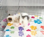 Gus - Male Papitese Puppy for Sale - Photo #14