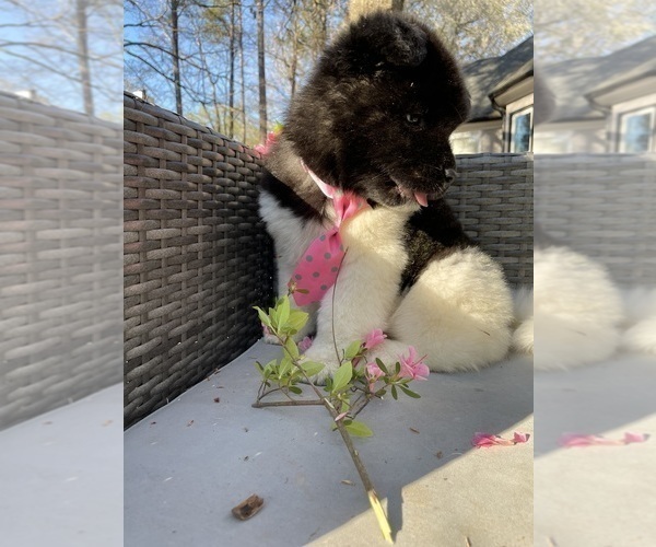 Medium Photo #7 Akita Puppy For Sale in MCDONOUGH, GA, USA