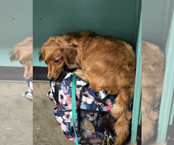 Medium Photo #3 Dachshund Puppy For Sale in Social Circle, GA, USA