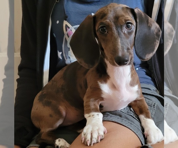 Medium Photo #1 Dachshund Puppy For Sale in WALLACE, CA, USA