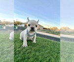 Small #8 French Bulldog