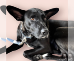 Small #1 Mutt