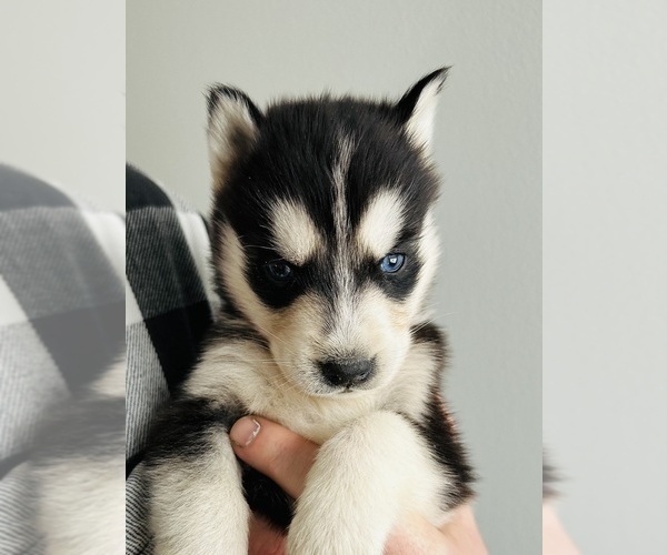 Medium Photo #3 Siberian Husky Puppy For Sale in BERNHARDS BAY, NY, USA