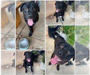 Labrador Retriever-Unknown Mix Dogs for adoption in San Antonio, TX, USA