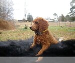 Small Photo #13 Poodle (Standard) Puppy For Sale in STOKESDALE, NC, USA