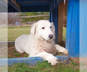 Great Pyrenees-Unknown Mix Dogs for adoption in Unionville, PA, USA