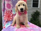 View Ad: Golden Retriever Puppy for Sale near Pennsylvania ...