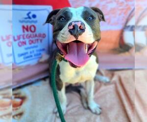 American Pit Bull Terrier Dogs for adoption in Long Beach, CA, USA