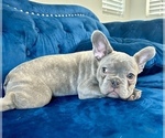Small Photo #1 English Bulldog Puppy For Sale in NORTH HAMPTON, NH, USA