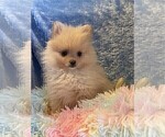 Small #10 Pomeranian