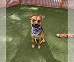 Small #1 German Shepherd Dog Mix