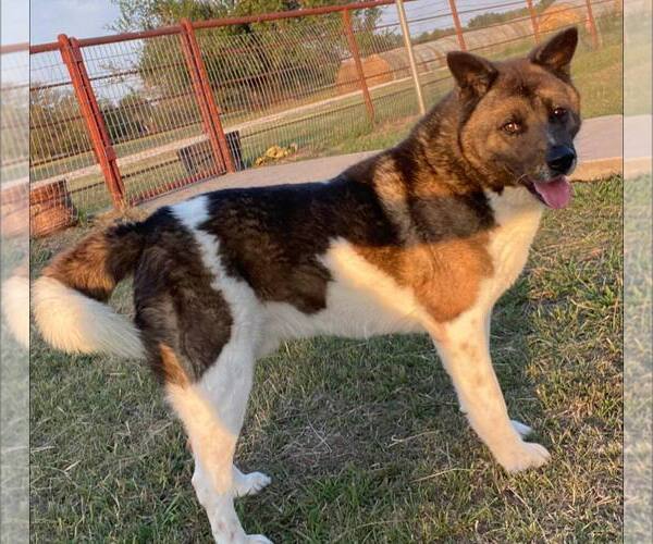 Medium Photo #1 Akita Puppy For Sale in Pottstown, PA, USA