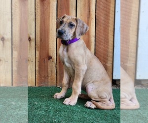 Great Dane Puppy for sale in O NEALS, CA, USA