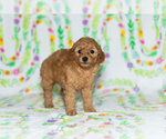 Small Photo #9 Poodle (Miniature) Puppy For Sale in BREMEN, IN, USA