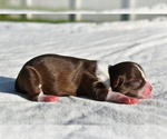 Small #1 Auss-Tzu