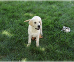 Small #5 Labrador Retriever