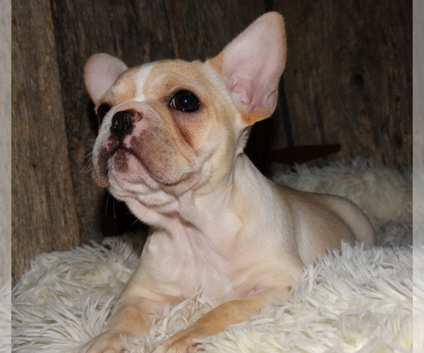 Medium Photo #12 French Bulldog Puppy For Sale in VERONA, MO, USA