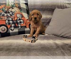 Golden Retriever Puppy for sale in CLAREMORE, OK, USA