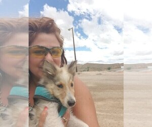 Collie Puppy for sale in BREWSTER, CO, USA