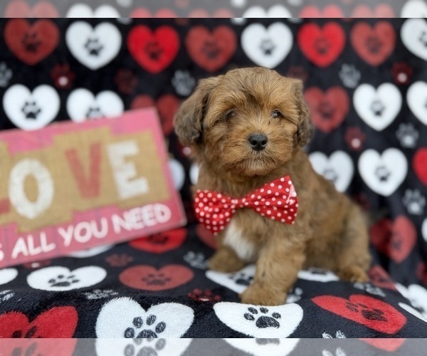 Medium Photo #7 Shih-Poo Puppy For Sale in LAKELAND, FL, USA