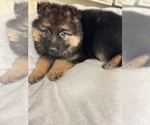 Small Photo #4 German Shepherd Dog Puppy For Sale in ADDISON, IL, USA