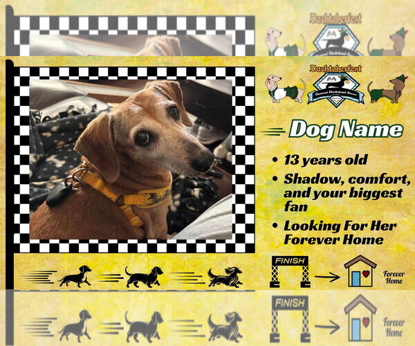 Medium Photo #1 Dachshund Puppy For Sale in San Antonio, TX, USA