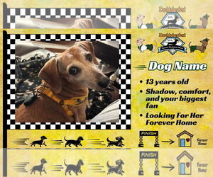 Dachshund Dogs for adoption in San Antonio, TX, USA