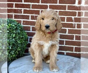 Goldendoodle Puppy for sale in GAP, PA, USA