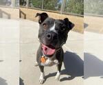 Small #1 American Pit Bull Terrier Mix