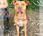 Small #5 Boxer Mix