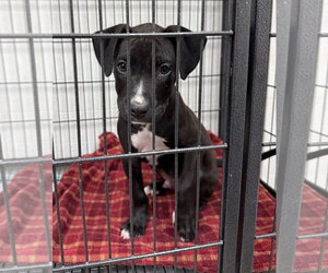 Linus - Male Bullboxer Pit Dog for Adoption - Photo #7