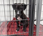 Small Photo #7 Bullboxer Pit Puppy For Sale in Gilberts, IL, USA