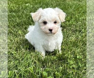 Maltese Puppy for sale in ROCK STREAM, NY, USA