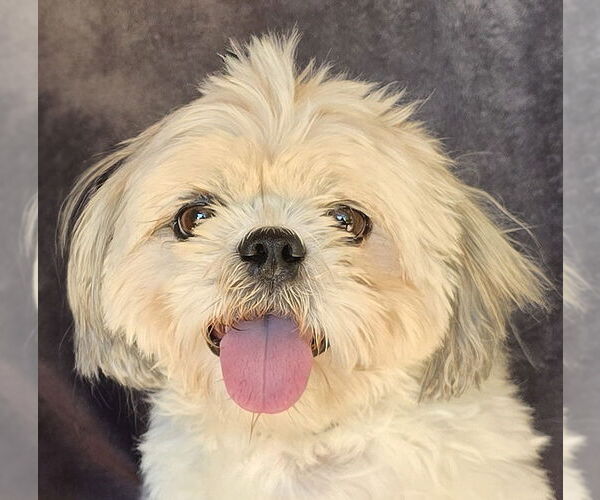 Medium Photo #1 Shih Tzu Puppy For Sale in Albuquerque, NM, USA